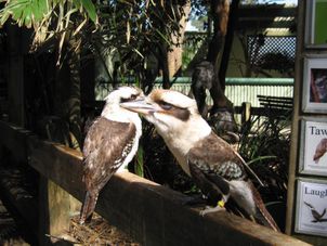 Featherdale Wildlife Park Blue Mountains Deluxe Small Group Ecotour