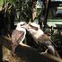 Featherdale Wildlife Park Blue Mountains Deluxe Small Group Ecotour