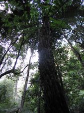 Jamison Valley Rainforest Blue Mountains Deluxe Small Group Ecotour