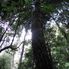 Jamison Valley Rainforest Blue Mountains Deluxe Small Group Ecotour