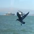 Birds in flight San Francisco Champagne Brunch Cruise