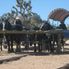 Horse & Wagon Grand Canyon Helicopter and Ranch Adventure