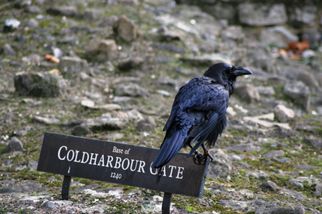A royal raven Magic of London - Full Day Tour of the Sights of London
