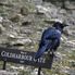 A royal raven Magic of London - Full Day Tour of the Sights of London