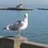 Sea life on the SF Waterfront San Francisco Deluxe City Tour, Muir Woods, Giant Redwoods and Sausalito