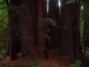 Redwoods at Muir Woods San Francisco Deluxe City Tour, Muir Woods, Giant Redwoods and Sausalito
