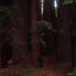 Redwoods at Muir Woods Alcatraz plus Muir Woods, Giant Redwoods and Sausalito