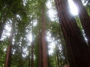 Redwood forest at Muir Woods Alcatraz plus Muir Woods, Giant Redwoods and Sausalito