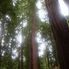 Redwood forest at Muir Woods Alcatraz plus Muir Woods, Giant Redwoods and Sausalito
