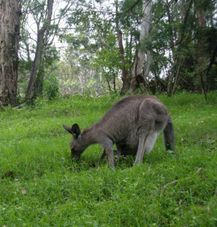Blue Mountain National Park - Kangaroo Blue Mountains Deluxe Small Group Ecotour
