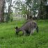 Blue Mountain National Park kangaroo Blue Mountains Deluxe Small Group Ecotour