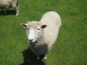 Friendly Animals The Waitomo Glowworm Caves and Rotorua Day Experience