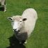 Friendly Animals The Waitomo Glowworm Caves and Rotorua Day Experience