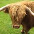 Friendly Animals The Waitomo Glowworm Caves and Rotorua Day Experience
