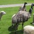 Friendly Animals The Waitomo Glowworm Caves and Rotorua Day Experience