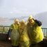 Getting wet at Niagara Falls Niagara Falls from New York by Air