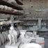 Pompei excavated ruins Naples and Pompeii Day Tour from Rome