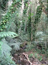 Manoa - Rainforest Manoa Waterfall Adventure