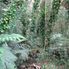 Manoa - Rainforest Manoa Waterfall Adventure