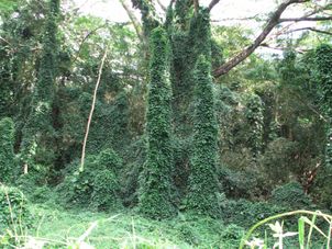 Manoa - Rainforest Manoa Waterfall Adventure