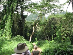 Manoa - Rainforest Manoa Waterfall Adventure