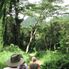 Manoa - Rainforest Manoa Waterfall Adventure