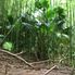 Manoa - Rainforest Manoa Waterfall Adventure