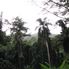 Manoa - Rainforest Manoa Waterfall Adventure