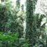 Manoa - Rainforest Manoa Waterfall Adventure