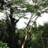 Manoa - Rainforest Manoa Waterfall Adventure