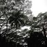 Manoa - Rainforest Manoa Waterfall Adventure