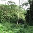 Manoa - Rainforest Manoa Waterfall Adventure