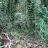 Manoa - Rainforest Manoa Waterfall Adventure