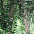 Manoa - Rainforest Manoa Waterfall Adventure