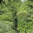 Manoa - Rainforest Manoa Waterfall Adventure