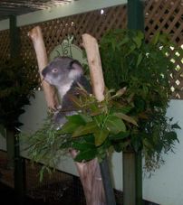 The adorable Koala Blue Mountains Deluxe Small Group Ecotour