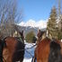 Back view Christmas Horse Drawn Sleigh Ride from Salzburg