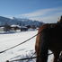 Hard working horses Christmas Horse Drawn Sleigh Ride from Salzburg