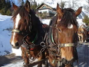 Our horses Christmas Horse Drawn Sleigh Ride from Salzburg