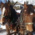 Our horses Christmas Horse Drawn Sleigh Ride from Salzburg