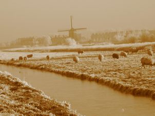 Windmills in the frost Half Day Tour to Zaanse Schans Windmills, Marken and Volendam