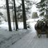 The sleigh behind us Christmas Horse Drawn Sleigh Ride from Salzburg