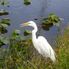Everglades Everglades National Park, Miami City Tour and Biscayne Bay by Boat