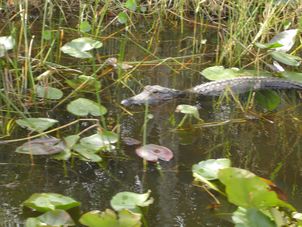 Aligator at Everglades Everglades National Park, Miami City Tour and Biscayne Bay by Boat