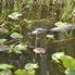 Aligator at Everglades Everglades National Park, Miami City Tour and Biscayne Bay by Boat