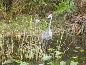 Everglades Everglades National Park, Miami City Tour and Biscayne Bay by Boat