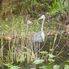 Everglades Everglades National Park, Miami City Tour and Biscayne Bay by Boat