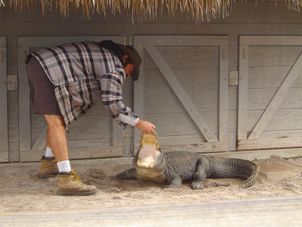Show Everglades National Park, Miami City Tour and Biscayne Bay by Boat