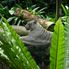 Majestic white tiger Morning at the Singapore Zoo with optional Jungle Breakfast with Orangutans