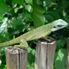 Green Geeko Morning at the Singapore Zoo with optional Jungle Breakfast with Orangutans